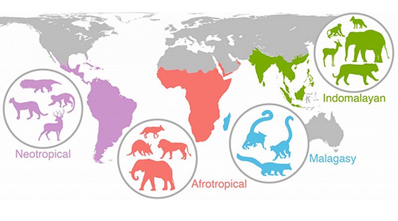 Researchers have discovered that events from 20,000 years ago or more are still impacting the diversity and distribution of mammal species worldwide. It took almost five years to create and analyze the study's data, which includes information about the diets, body sizes and variety of species in 515 mammal communities from Africa, Asia, Madagascar and the Americas. CREDIT Figure courtesy of John Rowan/UMass Amherst