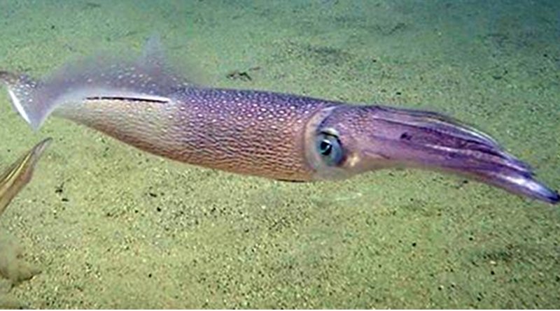 Longfin squid (Doryteuthis pealeii) are an important species in the east coast squid fishery, which is valued at about $40 million per year. CREDIT (Photo by Ian Jones, Woods Hole Oceanographic Institution)