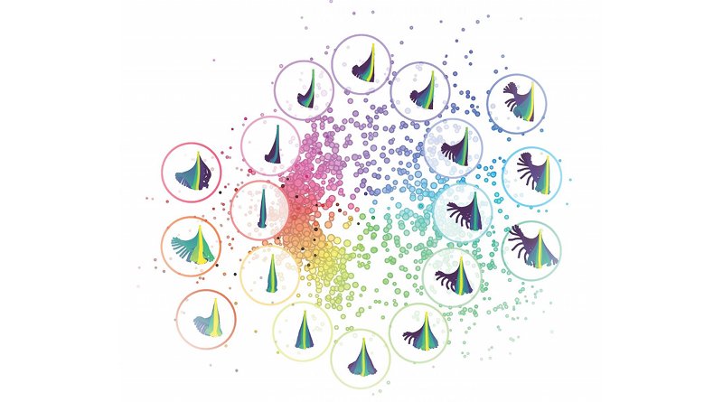 Zebrafish larvae can continuously modulate the movements of their tail. Nevertheless, computer algorithms were able to detect three defined motion patterns. CREDIT MPI of Neurobiology / Mearns