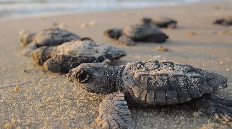 baby sea turtles