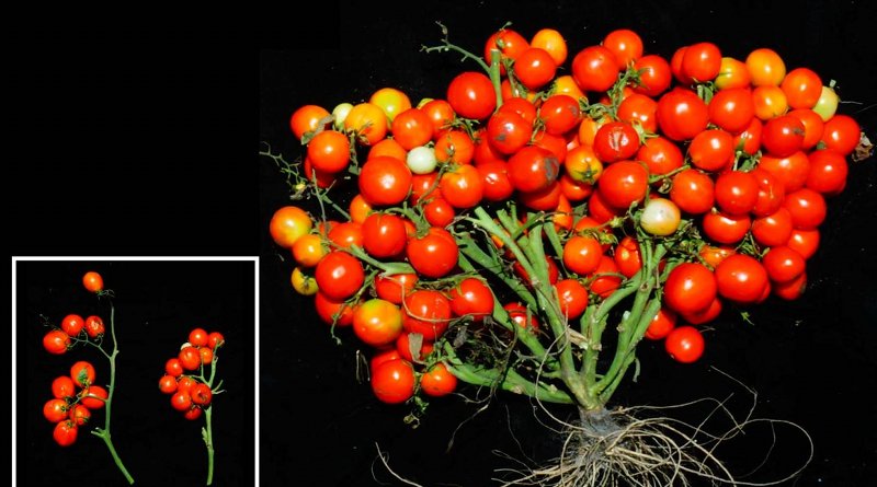 When three specific genetic mutations are combined and tuned just right, scientists can turn tomato plants into extremely compact bushes ideal for urban agriculture. Just two of these mutations (insert, left) shortens the normally vine-like plants to grow in a field, but all three (insert, right) causes their fruits to bunch like grapes. Researchers cut away the plant's leaves for a clearer view of the new tomatoes. CREDIT Lippman lab/CSHL, 2019