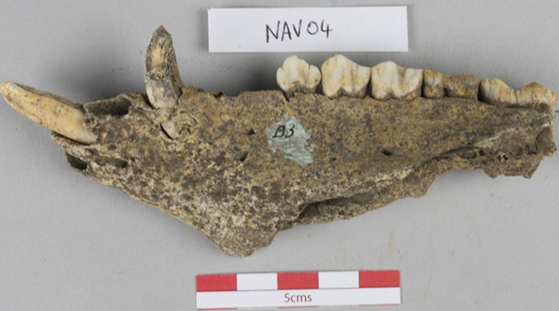 One of the analysed pig jaws for the study. CREDIT Dr Richard Madgwick