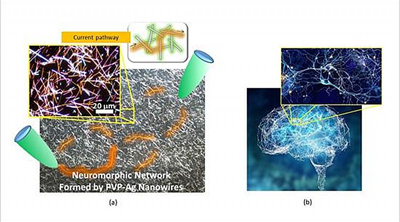 (a) Micrograph of the neuromorphic network fabricated by this research team. The network contains of numerous junctions between nanowires, which operate as synaptic elements. When voltage is applied to the network (between the green probes), current pathways (orange) are formed in the network. (b) A Human brain and one of its neuronal networks. The brain is known to have a complex network structure and to operate by means of electrical signal propagation across the network. CREDIT NIMS