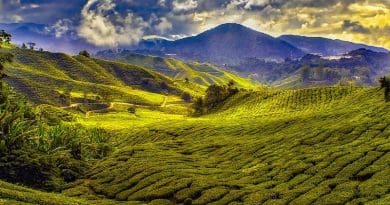 malaysia agriculture farm landscape