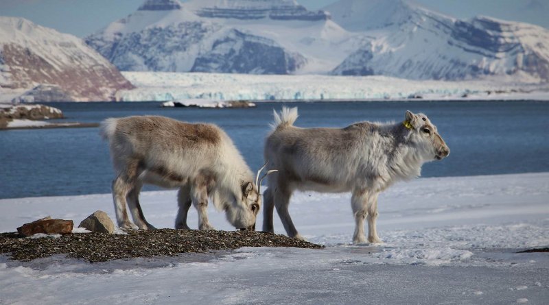 Reindeer grazing on an open patch of vegetation surrounded by ice and snow. Photo: Brage B. Hansen