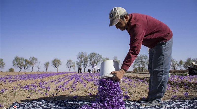 Saffron farmer in Iran. Photo Credit: Tasnim News Agency