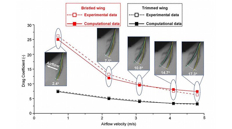 Comparison of the drag coefficient between the experimental measurement and computational analysis. Variation in the deflection angle of the bristled wing with the airflow velocities of 0.7, 2.2, 3.1, 4.1 and 4.8 meters per second. CREDIT: Yonggang Jiang/Beihang University