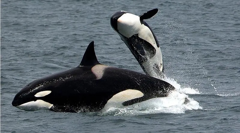 killer whale orca