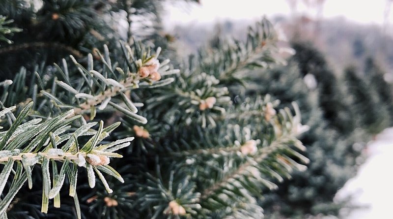 christmas tree farm