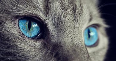 cat eyes animal