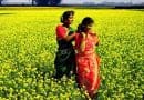bangladesh women woman village field farm
