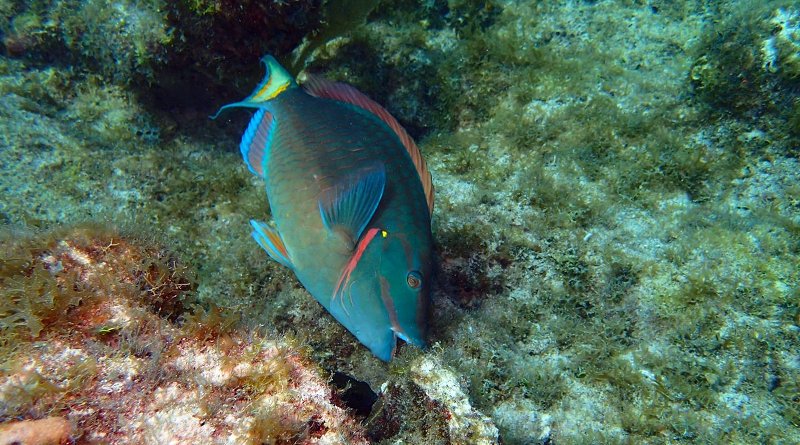 A stoplight parrotfish feeding on algae. New research shows that selective fishing of large parrotfish can disrupt the balance between corals and algae in embattled Caribbean reefs. CREDIT Andrew Shantz, Penn State