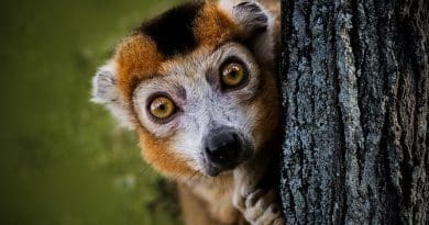 madagascar lemur