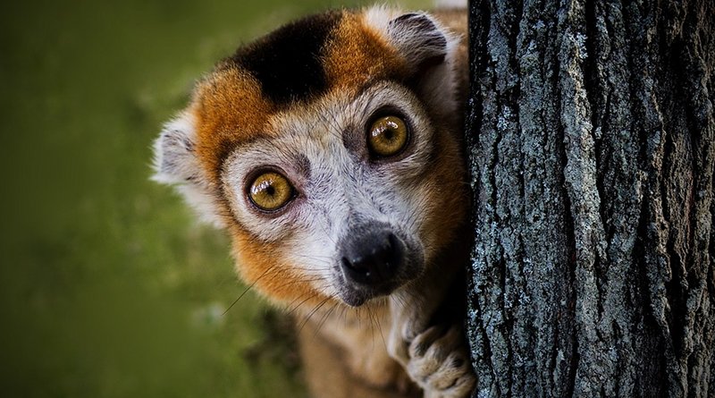 madagascar lemur