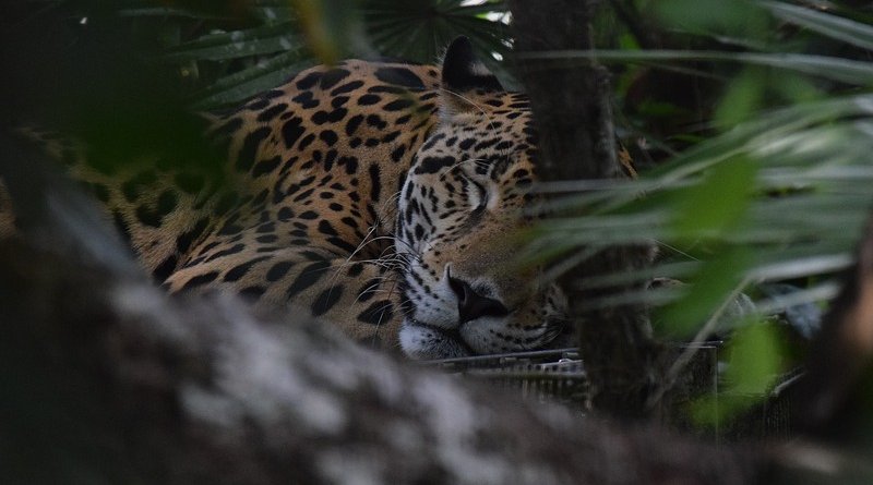 jaguar belize