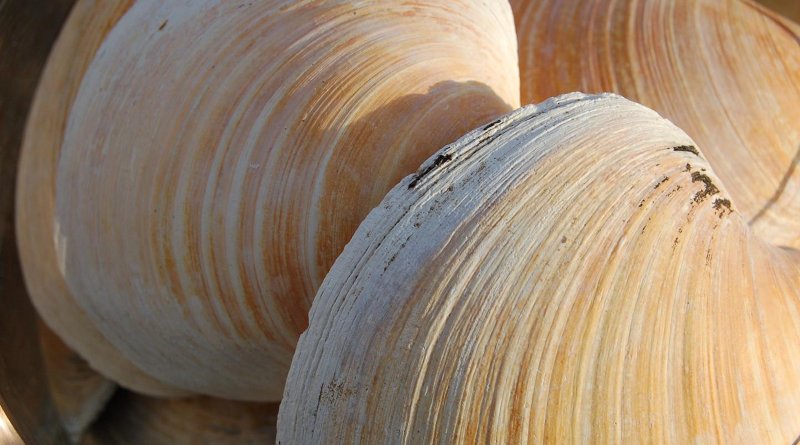 Quahog clams CREDIT Paul Butler