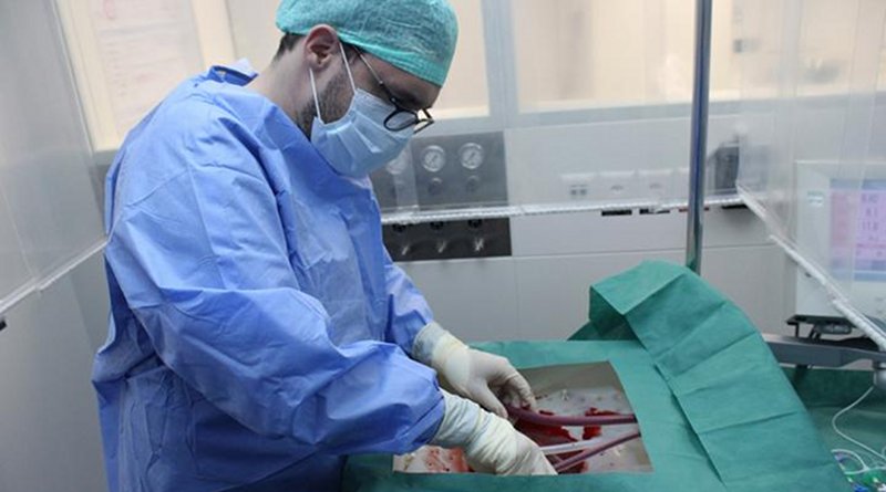 A surgeon connects the donor liver to the perfusion machine. CREDIT USZ