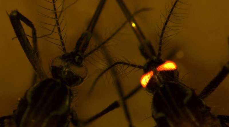 Dengue-resistant mosquitoes were give a red-eye gene to distinguish them from regular mosquitoes. CREDIT CSIRO