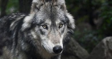 grey gray wolf wolves