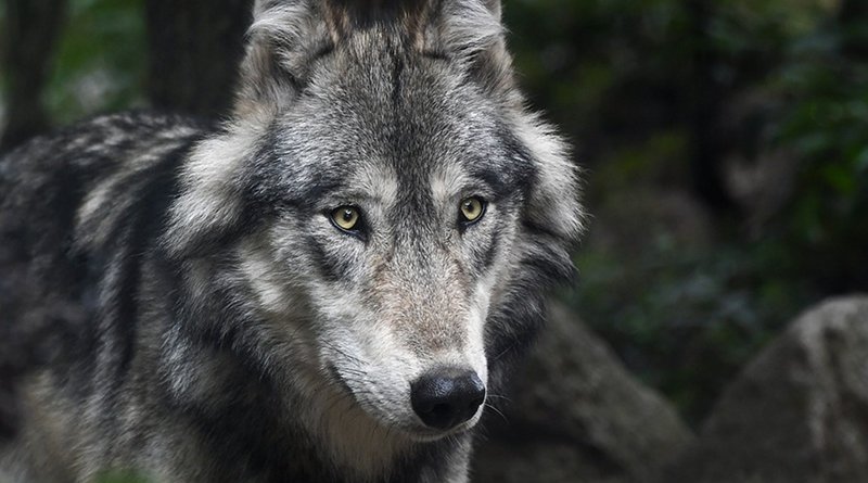 grey gray wolf wolves