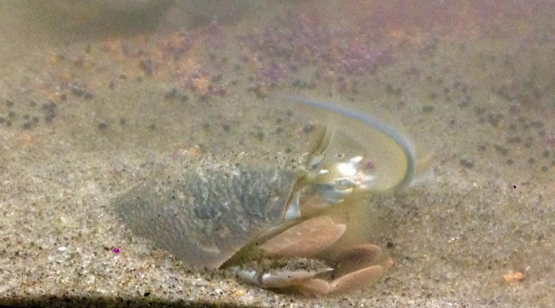 A Pacific mole crab, or a sandcrab, in an aquarium. You can see the feeding appendages are out feeling for food in the water. PSU researcher Dorothy Horn examined the effects of exposure to microfibers on adult mortality, reproductive output and embryonic development of the sand crab. CREDIT Dorothy Horn