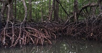 Mangroves Philippines