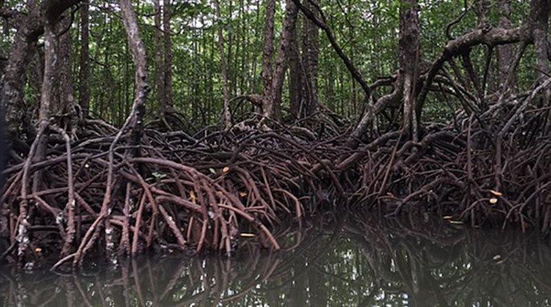 Mangroves Philippines