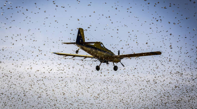 Desert Locusts in Kenya. Courtesy of FAO.