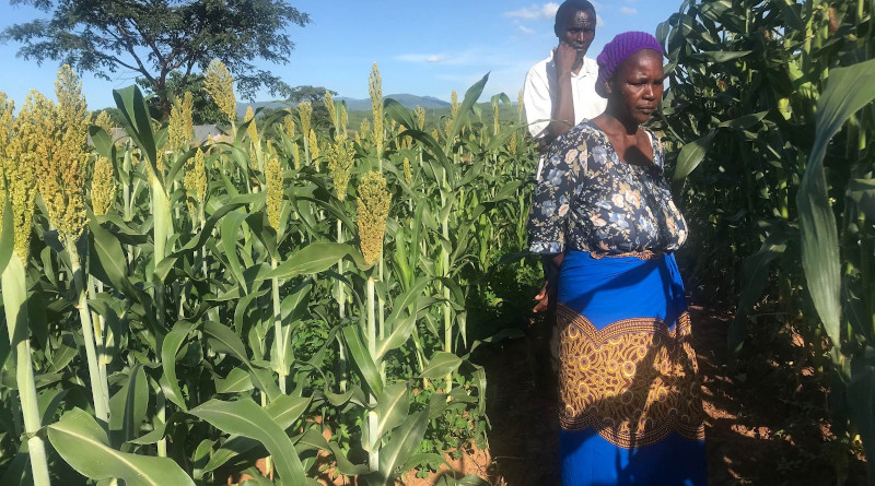 As a result of their involvement in the InnovAfrica project, several smallholders are experiencing higher yields. Photo: Udaya Sekhar Nagothu.