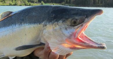 Salmon Kenai Fishing Fish Alaska River Wildlife