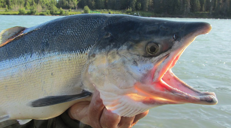 Salmon Kenai Fishing Fish Alaska River Wildlife