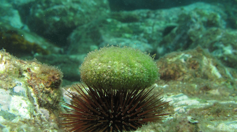 This species of sea urchin is very abundant in the Catalan coasts. Photo: Creu Palacín (UB-IRBio).