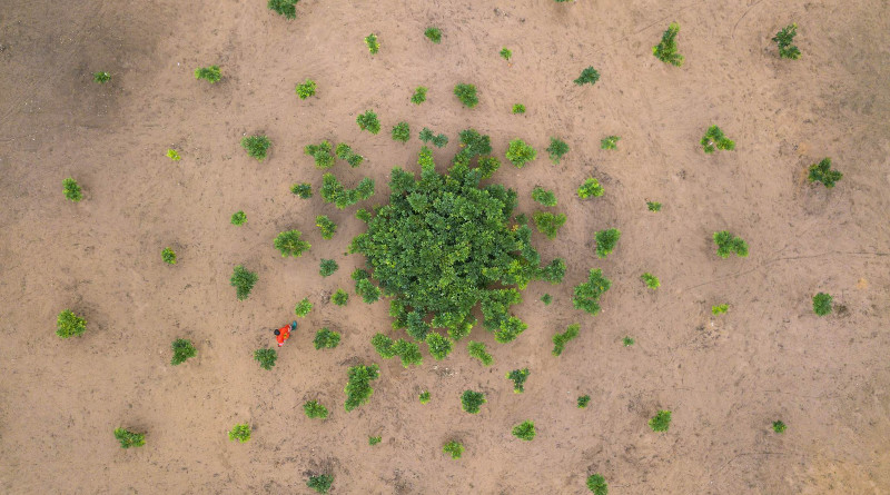 Reforestation programmes in Congo Copyright: Axel Fassio/CIFOR, CC BY-NC-ND 2.0