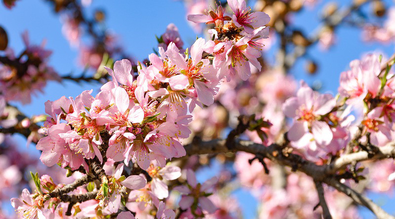 Tree Almond Blossom Bloom Nature Flowers Pink