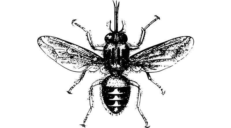 tsetse fly