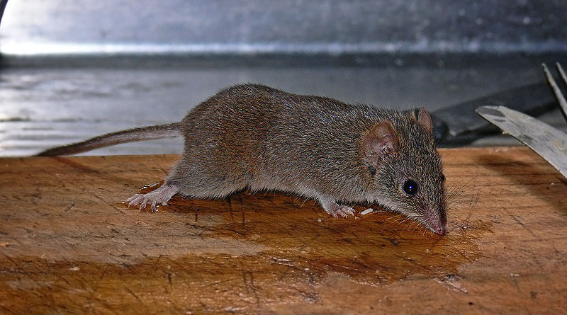 A yellow-footed antechinus. Photo Credit: Benjamint444, Wikipedia Commons