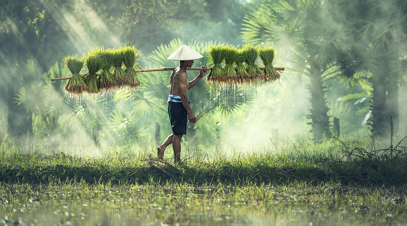 malaysia Agriculture Asia Cambodia Grain Cultivate