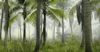tropical forest Palm Trees Grass Field Nature Tropical Exotic