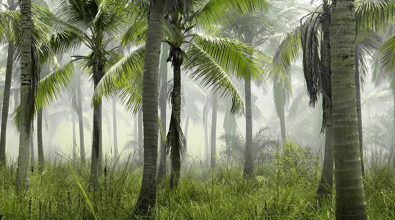 tropical forest Palm Trees Grass Field Nature Tropical Exotic