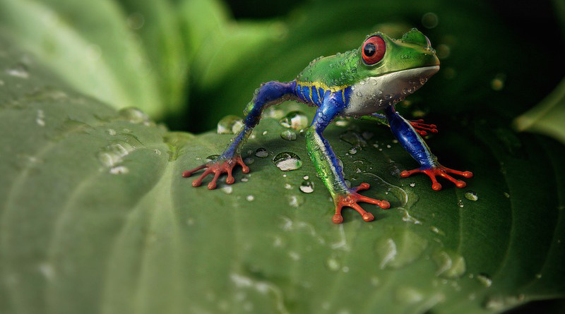tree Frog Amphibians Animal Animal World Exotic