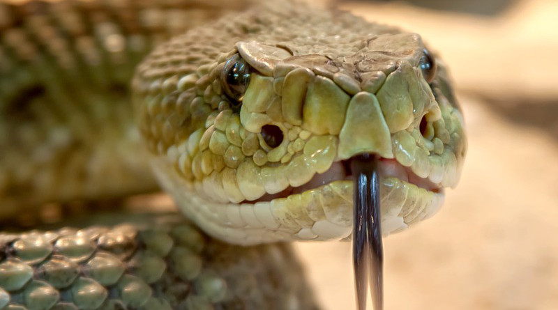 Rattlesnake Toxic Snake Dangerous Terrarium Viper