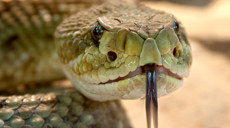Comming Soon Is Venom Toxic To Snake Watch Recomendation