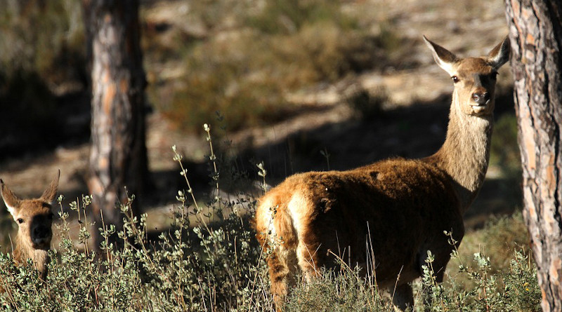 Doñana National Park Spain Deer Pines Brush Wild