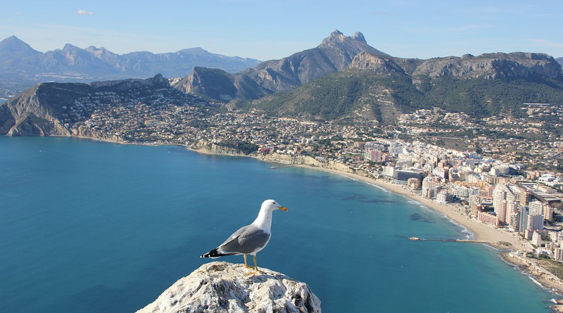 Seagull Ave Bird Calpe Alicante Spain