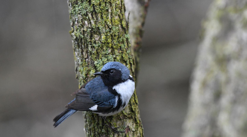 A Black-throated Blue Warbler. CREDIT: Kyle Horton