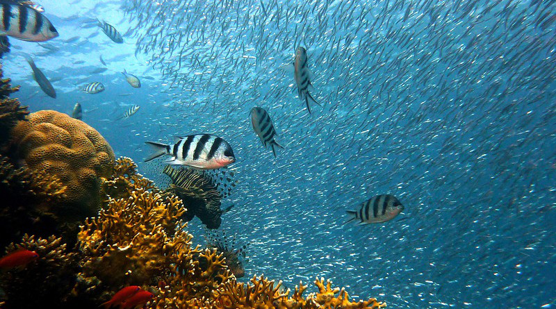 coral reef ocean Fish Underwater Diving Water Underwater World Sea