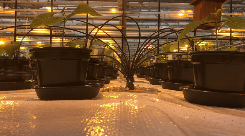 Overview of the experiment after two weeks. The black tubes are part of the water supply system