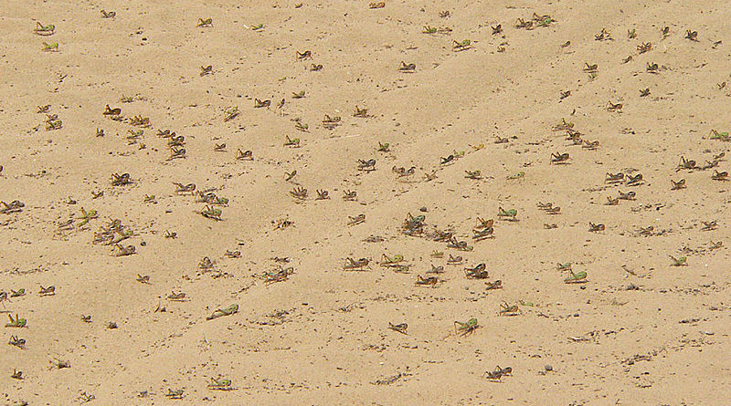 Locusts in Sudan. Photo Credit: ChriKo, Wikipedia Commons