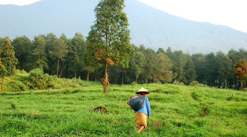 farm java indonesia