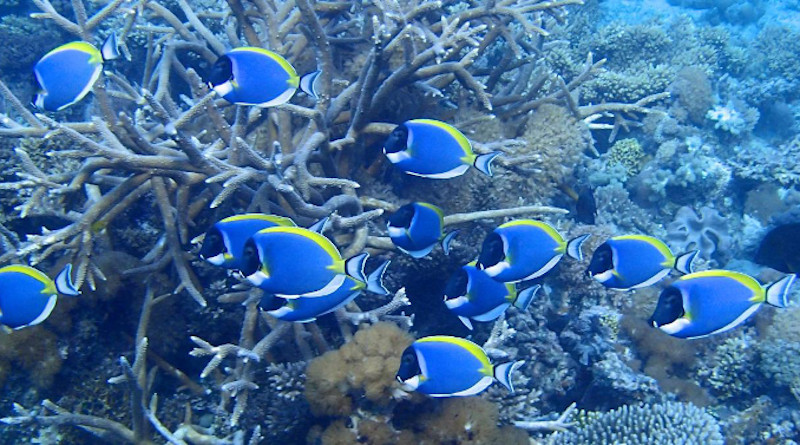 A school of powder blue tang in the coral reefs off East Africa. CREDIT T. McClanahan